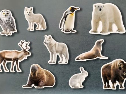 Magneticos Animales Polares