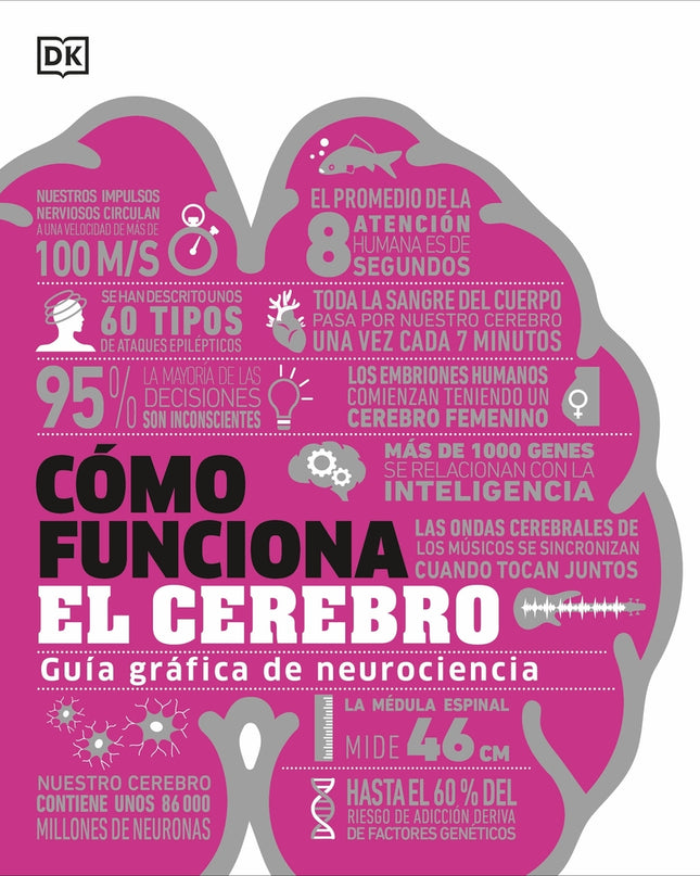 Cómo Funciona El Cerebro