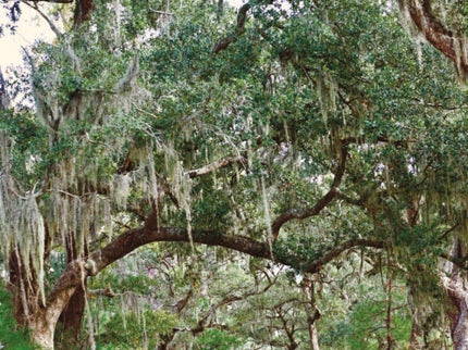Secret Louisiana