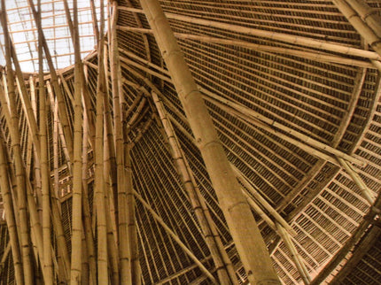 Bamboo