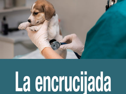 La Encrucijada De Paula