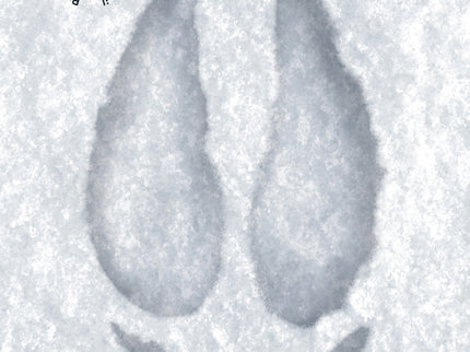 Porcus