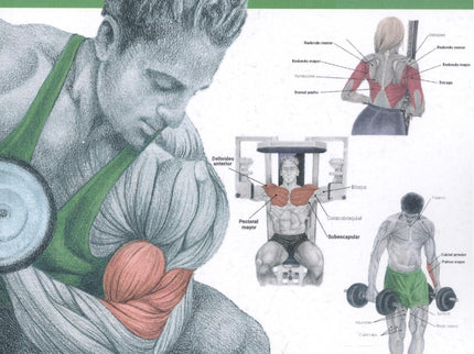 Musculación