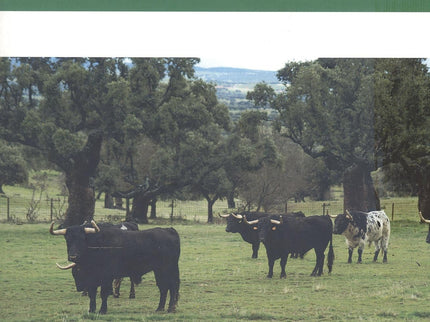 El Toro De Lidia En La Dehesa
