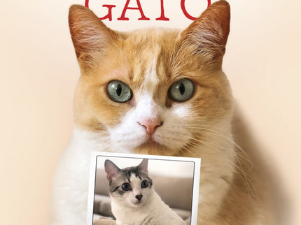 Días Para Ser Gato