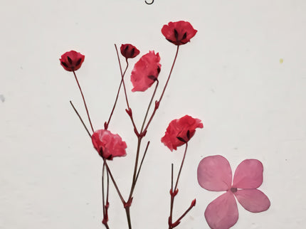 Flores Prensadas