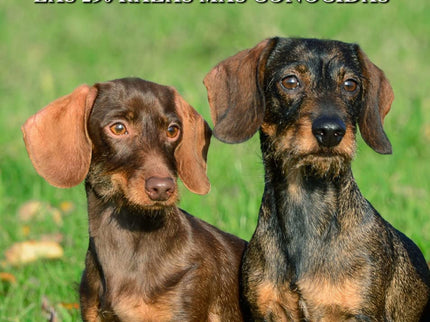 Perros Las 250 Razas Mas Conocidas