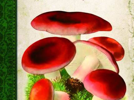 Setas Y Hongos