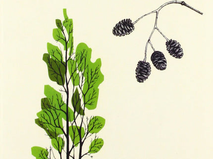 Guía Para Reconocer Arboles Y Arbustos Caducifolios En Invierno