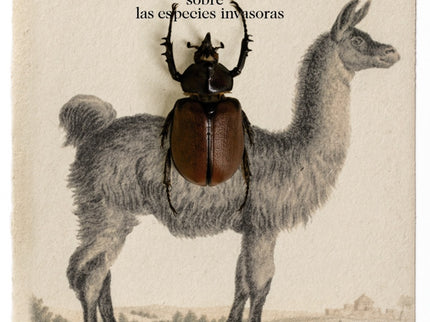 ¿de Dónde Son Los Camellos?