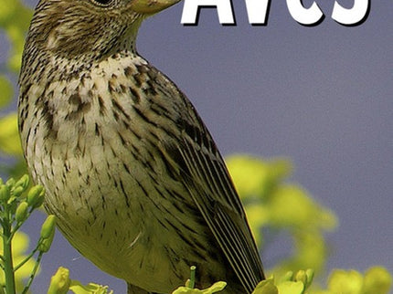 Observar Las Aves