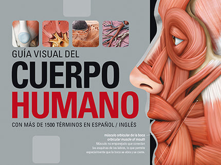 Guía Visual Del Cuerpo Humano