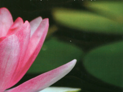 Bhakti Yoga